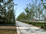 2008奧運精品工程之北京奧林匹克公園中心區(qū)中軸樹陣工程2標段