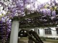 紫藤的養護管理技術淺析