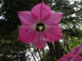 滇蜀豹子花