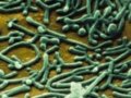 《科學》：科學家首次成功實現物種間基因組轉換