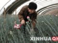 青海：發展溫室設施農業 鋪就農民致富路(圖)