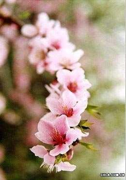 花卉