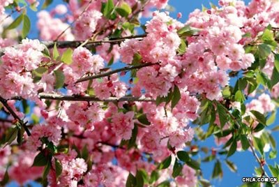 花卉