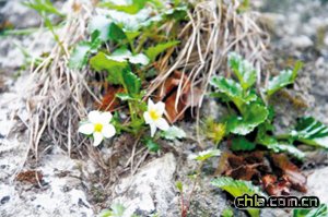 太行花