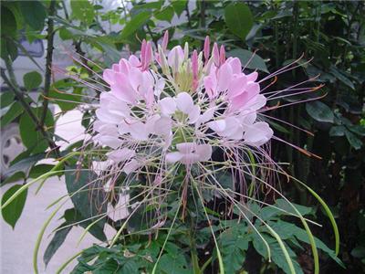 醉蝶花