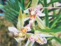 五谷豐登??蓮瓣蘭蝶花類新種