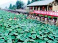 西昌市高枧首屆“荷花節”開幕（組圖）
