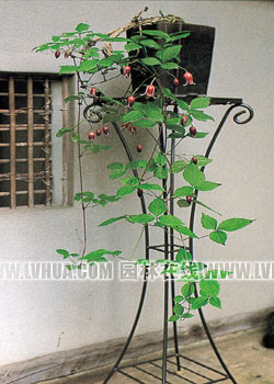 快樂的容器花園