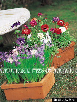 快樂的容器花園