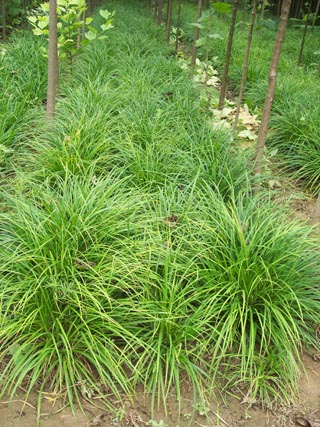 嶗峪苔草