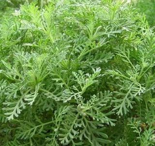 齒葉薰衣草