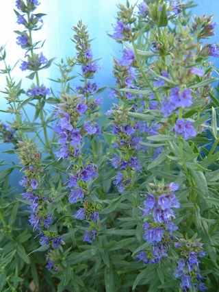 海索草