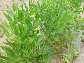 拉維紀草
