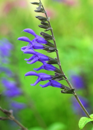 鼠尾草