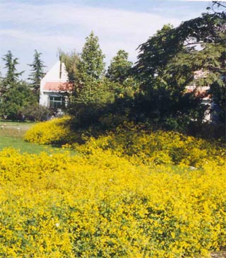 甘野菊