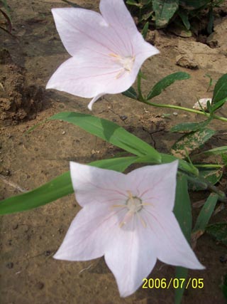 桔梗粉花