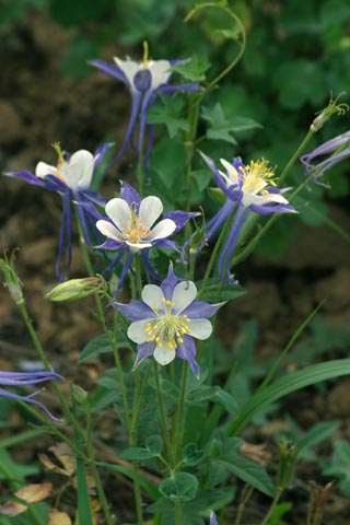 耬斗菜