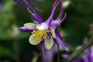 耬斗菜