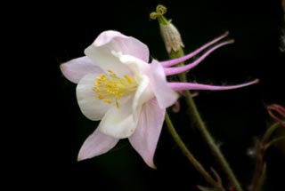 耬斗菜