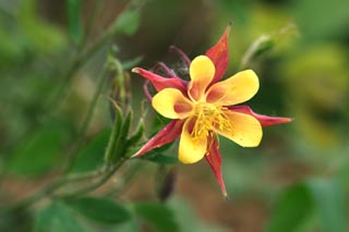 耬斗菜