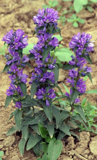 聚花風鈴草