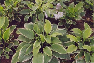 花葉玉簪