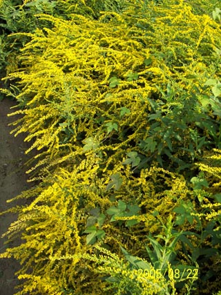 一枝黃花