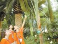 廣州將辦棕櫚行業發展研討會