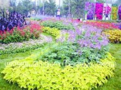 醉蝶花