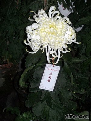 北海公園舉辦第二十九屆菊花展