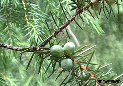 防治刺柏綠籬黃化病方法(圖)