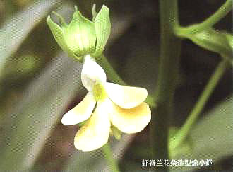 蝦脊蘭花朵造型像小蝦