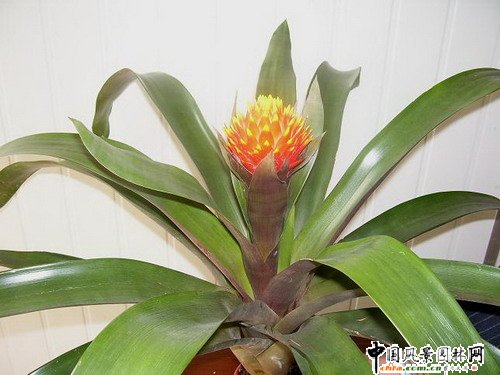 觀賞鳳梨品種欣賞