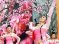 第十四屆中國南京國際梅花節2月20日開幕