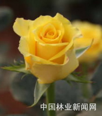 昆明錦苑2個玫瑰新品種通過初審(圖)