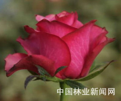 昆明錦苑2個玫瑰新品種通過初審(圖)