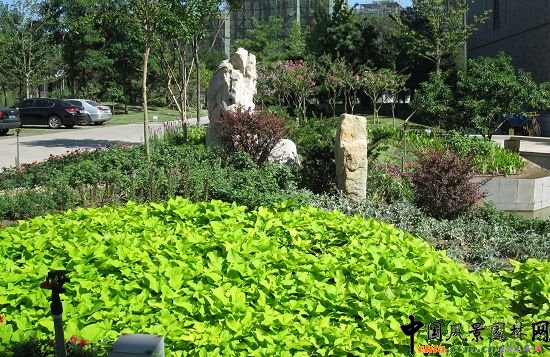 中國工程院種植花灌木景觀效果圖