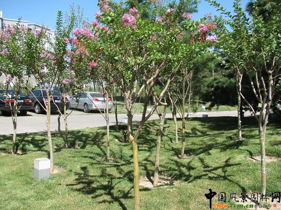 中國工程院紫薇園景區(qū)效果圖