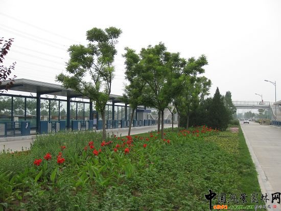 點綴花卉