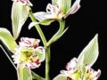 2010.1.29-2.2第三屆國際蘭花茶花博覽會