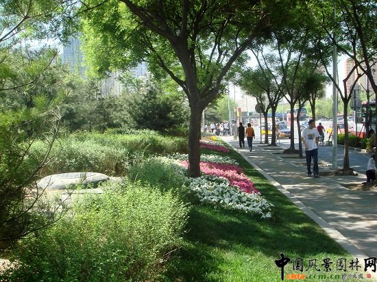 西二環(huán)示范段道路綠化整治工程