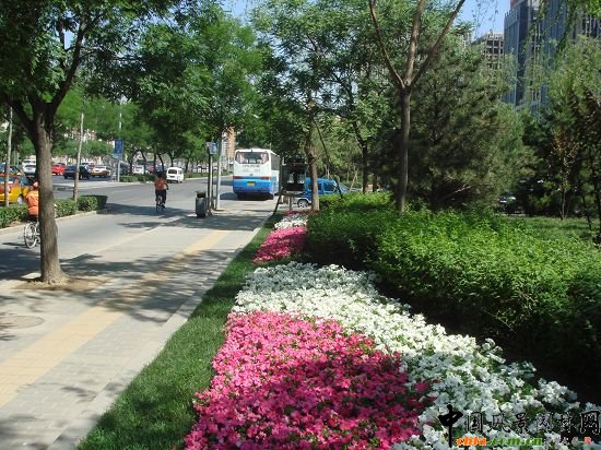 西二環(huán)示范段道路綠化整治工程