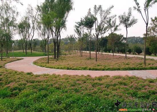 二級園路植物景觀