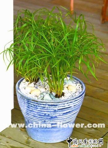 多年生觀賞草新品種介紹(組圖)傘莎草