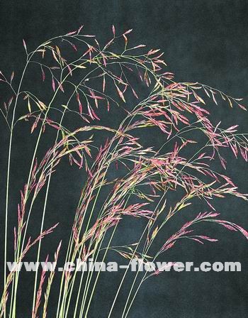 多年生觀賞草新品種介紹(組圖)羊茅