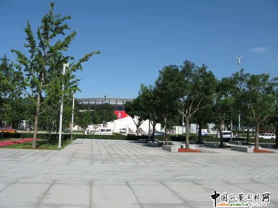 中央國槐樹陣