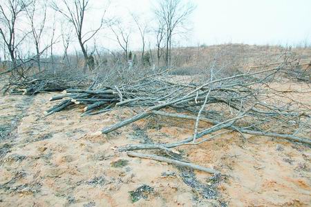 鄭州市中牟縣：數(shù)十人爭砍防風固沙林