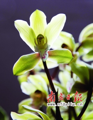 (jin)(qing)F(xin)