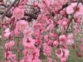 2010.2.5-3.21 中國第十二屆梅花蠟梅展覽會