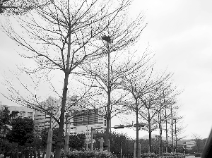 ͱBC@ô